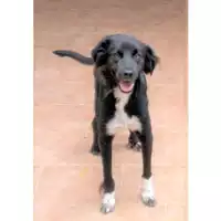 Foto dell\'animale COMUNE DI ARZANO - 380260080102733