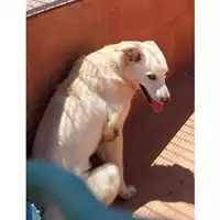 Foto dell\'animale COMUNE DI ARZANO - 380260080104828