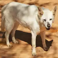 Foto dell\'animale COMUNE DI ARZANO - 380260040278949