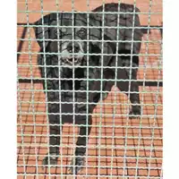 Foto dell\'animale SPES - 380260010164580