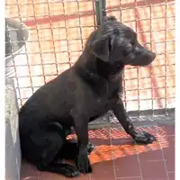 Foto dell\'animale COMUNE DI ARZANO - 380260002773336
