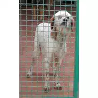 Foto dell\'animale COMUNE DI ARZANO - 380260010255167