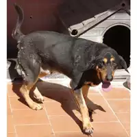 Foto dell\'animale COMUNE DI ARZANO - 380260010255087