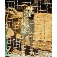 Foto dell\'animale SPES - 380260002774719