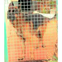 Foto dell\'animale COMUNE DI ARZANO - 380260004018735