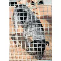 Foto dell\'animale SPES - 380260101338963