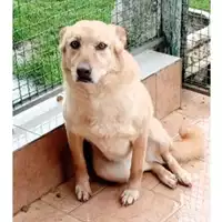 Foto dell\'animale SPES - 380260002067569