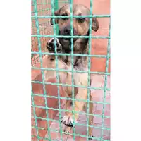 Foto dell\'animale SPES - 380260044466676