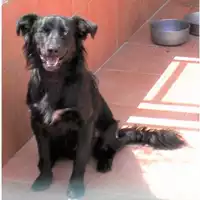 Foto dell\'animale COMUNE DI ARZANO - 941000001317169